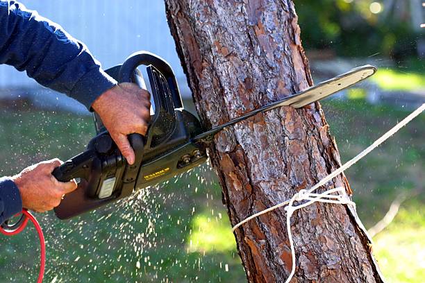 Kaanapali, HI Tree Services Company