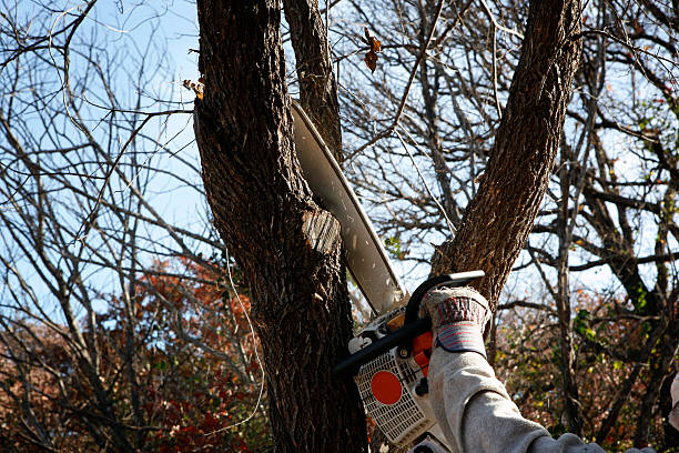 How Our Tree Care Process Works  in  Kaanapali, HI